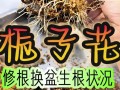 栀子花怎么换盆（栀子花怎么换盆移栽）