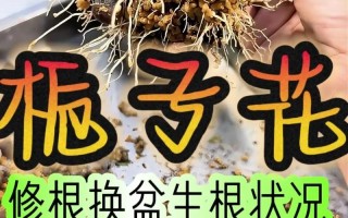 栀子花怎么换盆（栀子花怎么换盆移栽）