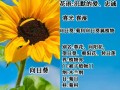 向日葵鲜花花语（向日葵鲜花代表啥）