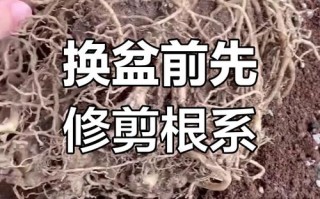 沙漠玫瑰怎么换盆（沙漠玫瑰怎么换盆视频）