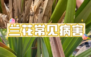纹瓣兰的繁殖方式（纹瓣兰图片）