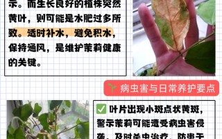 茉莉花秋天怎么养（茉莉花入秋后怎么养）