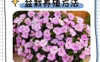凤仙花冬天能种吗（凤仙花冬天放室内能开花吗）