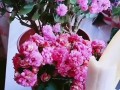 家里的花“吃”了香蕉皮之后疯长（香蕉花皮是怎么回事）