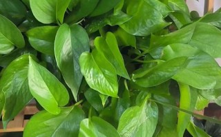 栀子月季咔嚓1刀（月季花好养还是栀子花好养）