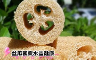 挖出来的“丝瓜瓤”还能养花（丝瓜瓤子可以吃吗）