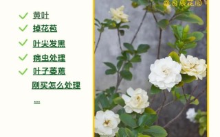 栀子花什么时候开（栀子花什么时候开花哪个季节）