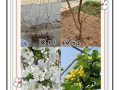 樱桃怎么种植（美早樱桃怎么种植）