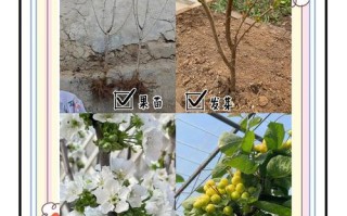樱桃怎么种植（美早樱桃怎么种植）