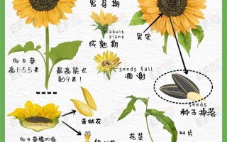 6朵向日葵鲜花的寓意是什么（6朵向日葵是暗示什么吗）