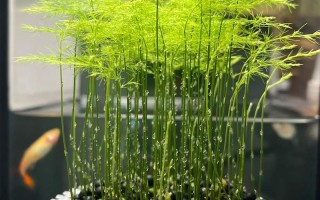 水养怎样养文竹更茂盛（水养怎样养文竹更茂盛视频）