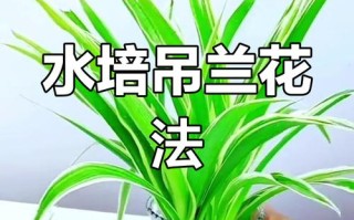 剪下的小吊兰水培（吊兰怎么水培扦插）