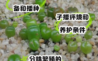 生石花播种多久到一脱（生石花种上多久能生根）