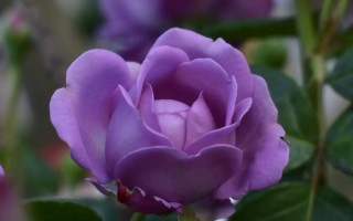 友情鲜花花语（表达友情的鲜花是什么鲜花）