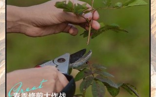 玫瑰怎么修剪（爬墙玫瑰怎么修剪）