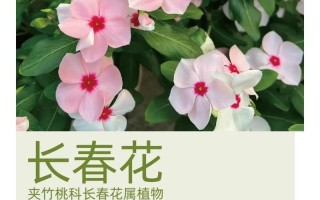 长春花秋天怎么养（长春花秋天还可以修剪吗）
