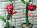 火龙果春天怎么养（火龙果春季什么时候开花）