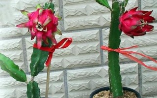 火龙果春天怎么养（火龙果春季什么时候开花）