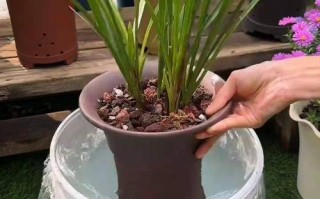 刚种下的兰花怎么浇水（刚种下去的兰花要多久才可以浇水）