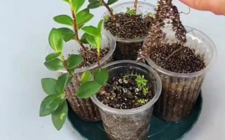 金鱼吊兰水插生根法（金鱼吊兰可以水生吗?）