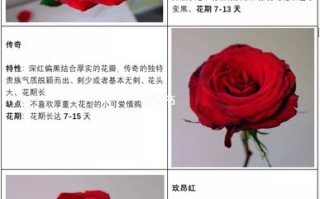 18枝玫瑰鲜花花束寓意（18朵玫瑰花的寓意和花语）
