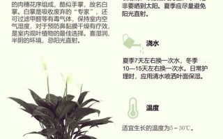 白掌多久浇一次水（室内白掌多久浇一次水）