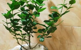 盆栽茉莉在几月份修剪（盆栽茉莉什么时候开花）