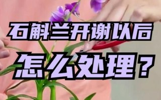 石斛兰花后怎么处理（石斛兰花后怎么修剪）
