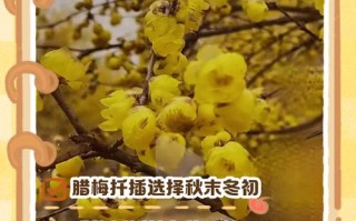 腊梅怎么修剪多开花（腊梅怎么修剪,什么时候修剪）