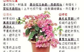 盆栽三角梅的养殖方法和注意事项（盆栽三角梅的修剪方法图）