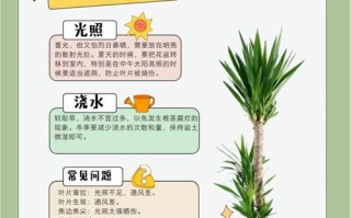 龙雪兰怎么繁殖（龙雪兰怎么繁殖后代）
