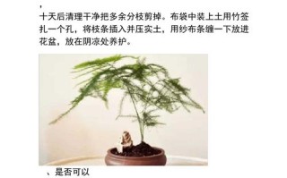 文竹的繁殖方法（文竹的繁殖方法图解）