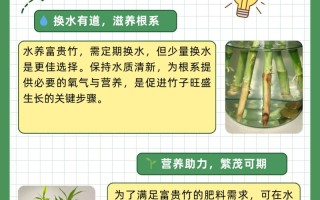 富贵竹水里可以养鱼吗（富贵竹养水里可以养多久）