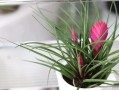 鲜花花语坚韧（花语大全坚强勇敢）