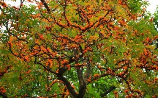 如何使火烧花在元旦开花（火烧花如何种植）