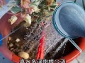 淘米水兑点料（家有淘米水别浪费,往里加“2料”变成优质养花肥）