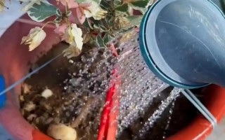 淘米水兑点料（家有淘米水别浪费,往里加“2料”变成优质养花肥）