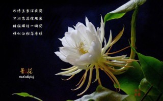 鲜花花语昙花寓意和象征（昙花花束）