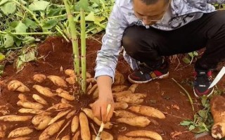雪莲果怎么种植（莲雾果怎么种植）