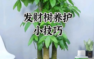 发财树怎么修剪（春天发财树怎么修剪）