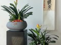大花君子兰怎么养（大花君子兰怎么养护和浇水）
