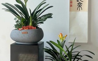 大花君子兰怎么养（大花君子兰怎么养护和浇水）