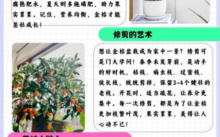 桔子树怎么养（桔子树怎么养护）