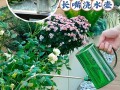用这些水浇花（可以用什么水浇花）