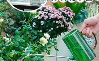 用这些水浇花（可以用什么水浇花）