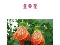 金铃花的种植方法（金铃花的栽培方法）