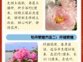 牡丹秋天怎么养（牡丹秋天种植）