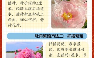 牡丹秋天怎么养（牡丹秋天种植）