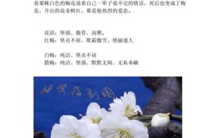 现金鲜花花语（现金花束违法吗）