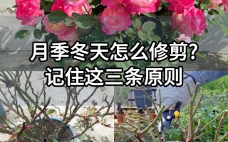 月季花冬季的室外管理（月季花在室外过冬需要浇水吗）